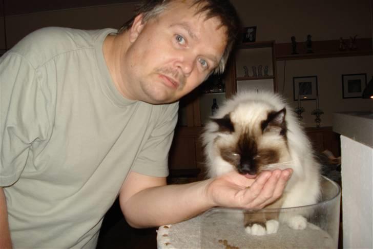 Hellig Birma silky - det er godt med godbider.især når far gir mig dem billede 9