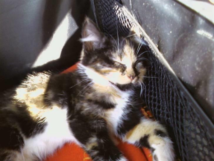 Huskat Tulle - Der havde vi lige hentet hende billede 1