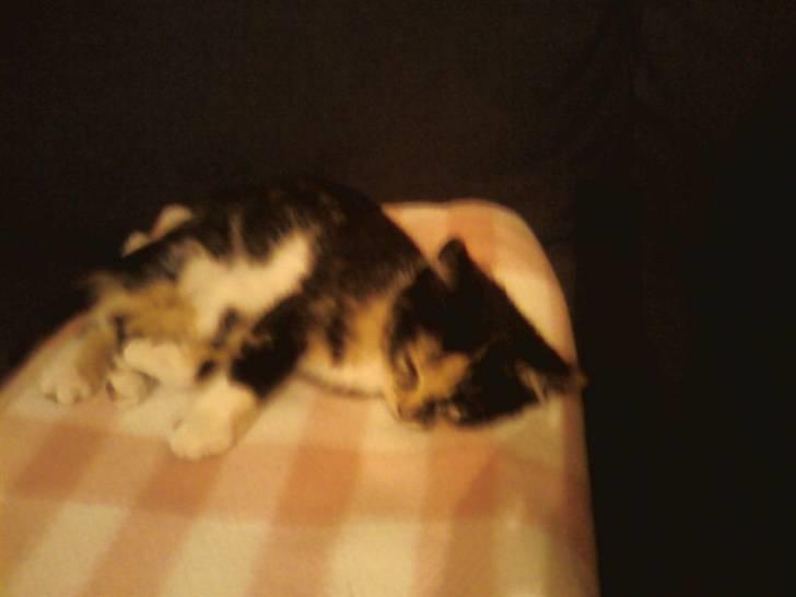 Huskat Tulle billede 2