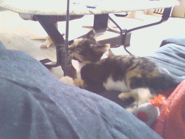 Huskat Tulle billede 3