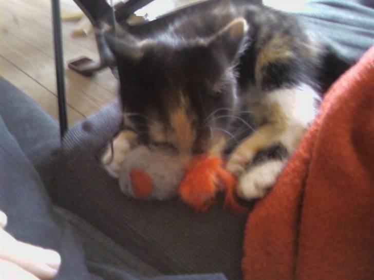 Huskat Tulle billede 4