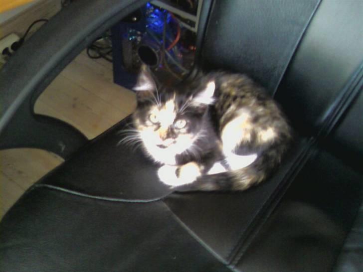 Huskat Tulle billede 5