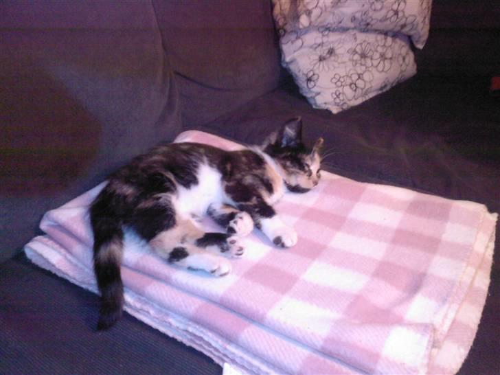 Huskat Tulle billede 6