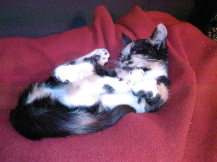 Huskat Tulle billede 7