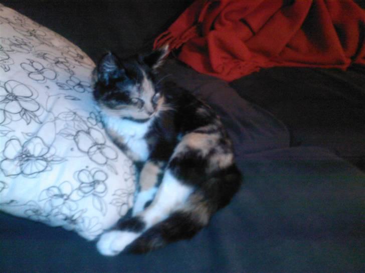 Huskat Tulle billede 8