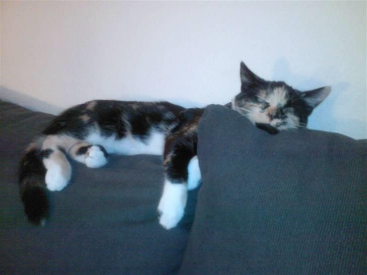 Huskat Tulle billede 9