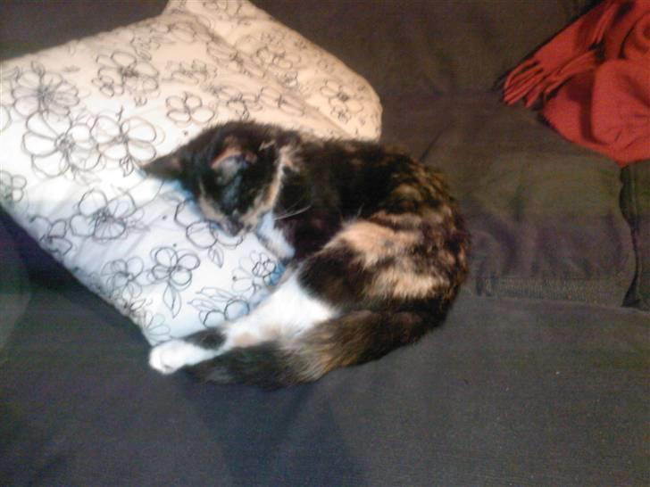 Huskat Tulle billede 10