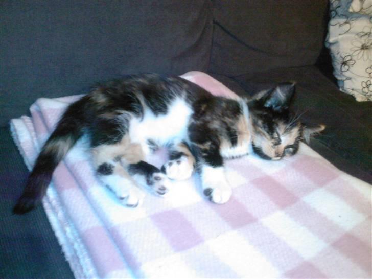 Huskat Tulle billede 11