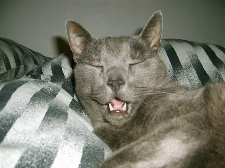 Blanding af racer Tulle <3 billede 14