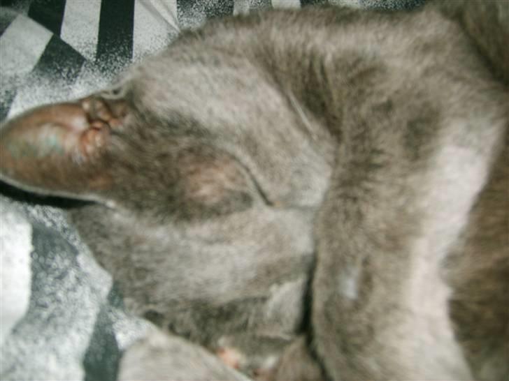 Blanding af racer Tulle <3 - Er jeg ikk nuttet ? billede 15