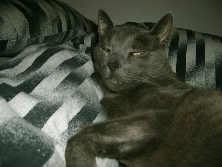 Blanding af racer Tulle <3 - Lad mig være , jeg skal sooooooove :o) billede 18