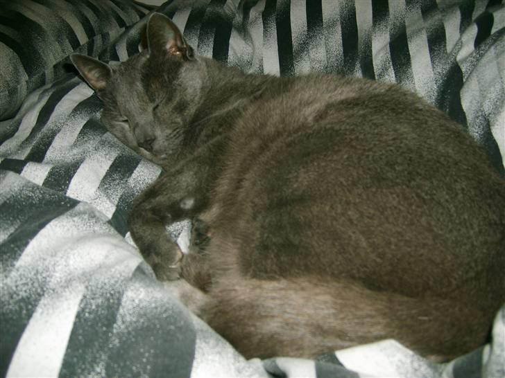 Blanding af racer Tulle <3 - Tak fordi i kiggede .. Husk nu bedømmelsen :D billede 20