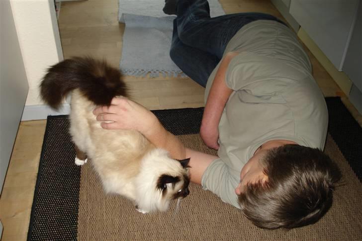 Hellig Birma silky - vi to kan godt lide at kæle billede 10