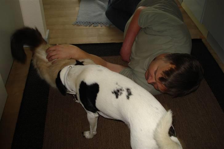 Hellig Birma silky - min ven pluto gir mig lige et nytter.er han iikke sød?? billede 11