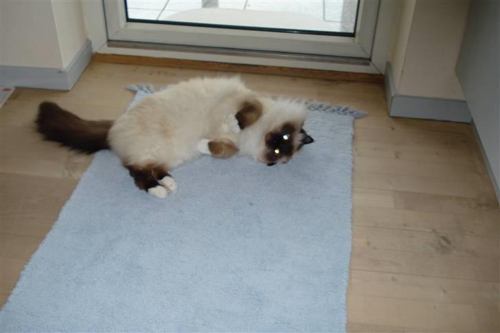 Hellig Birma silky - jeg kan godt lide at legge at sole mig billede 12