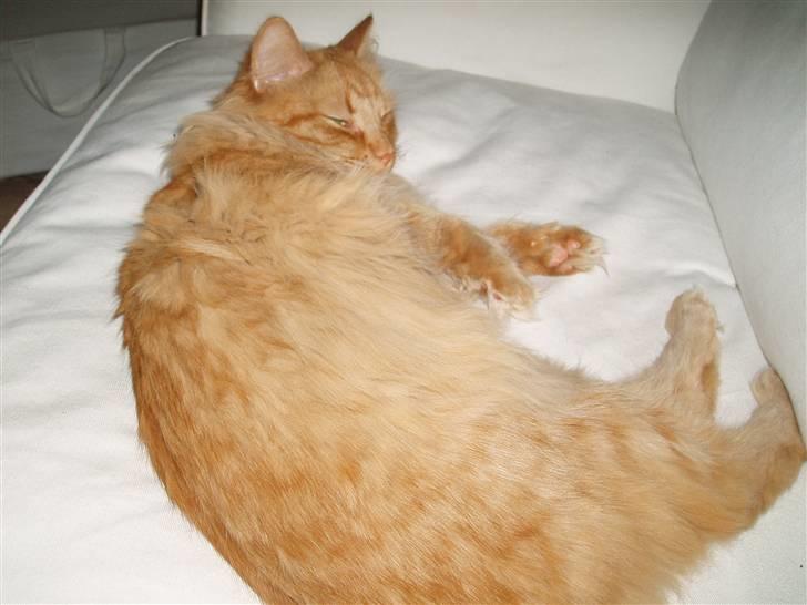 Norsk Skovkat Bacardi  billede 12