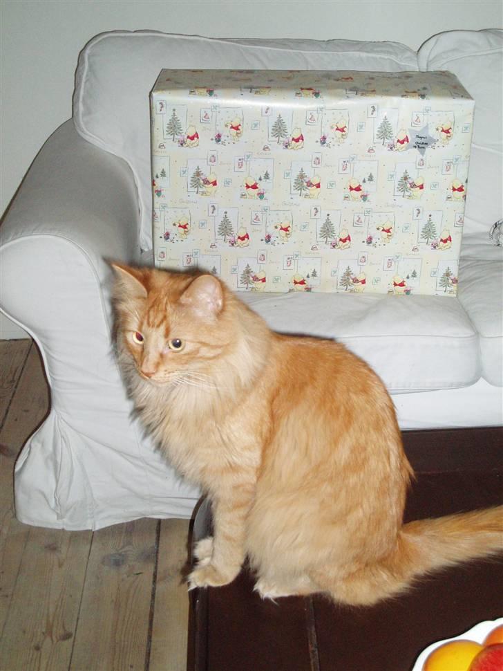 Norsk Skovkat Bacardi  billede 13