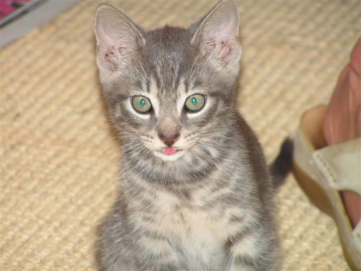 Huskat Samzon billede 1