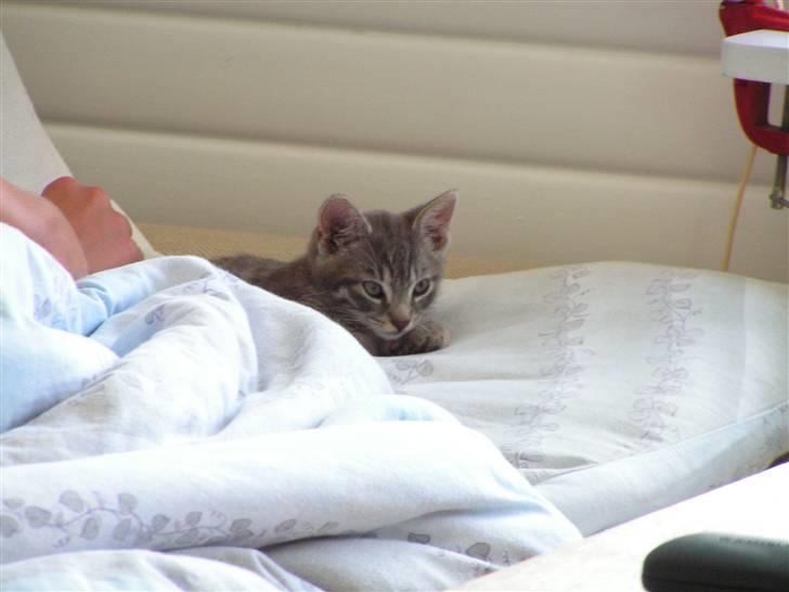 Huskat Samzon billede 2