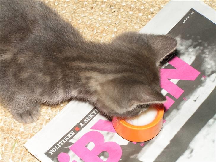 Huskat Samzon billede 3