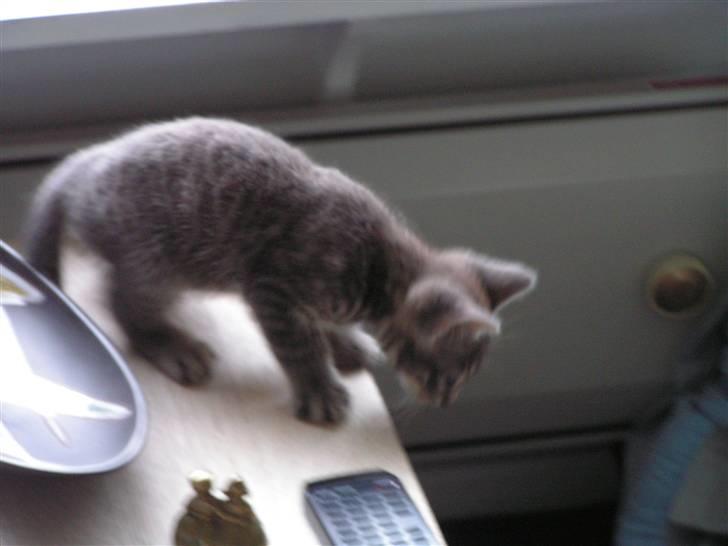 Huskat Samzon billede 4