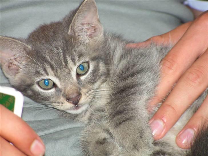 Huskat Samzon billede 5