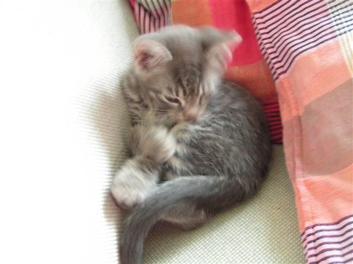 Huskat Samzon billede 6