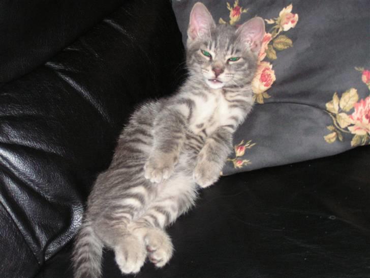 Huskat Samzon - ´Lømmel´ alder... billede 7