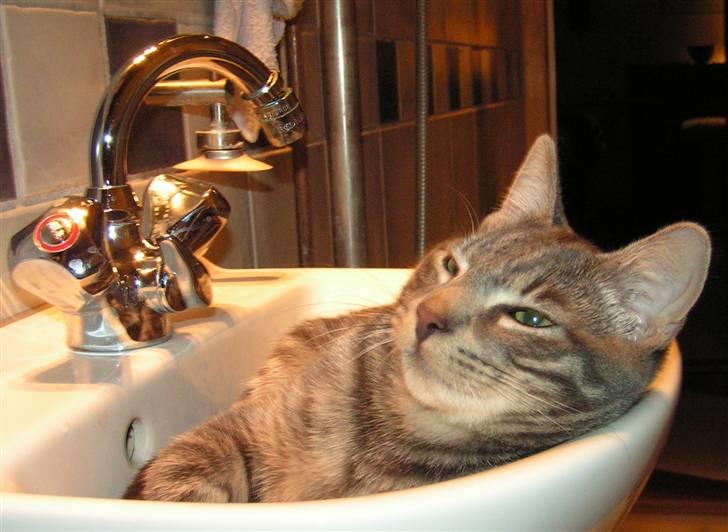 Huskat Samzon billede 8