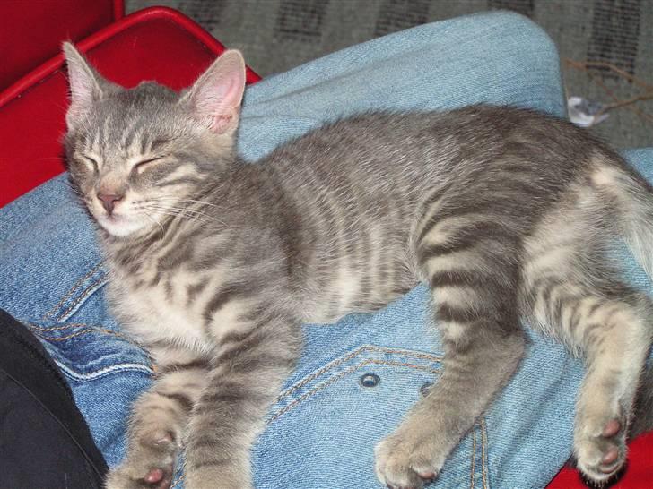 Huskat Samzon - ´Lømmel´ alder..  billede 9