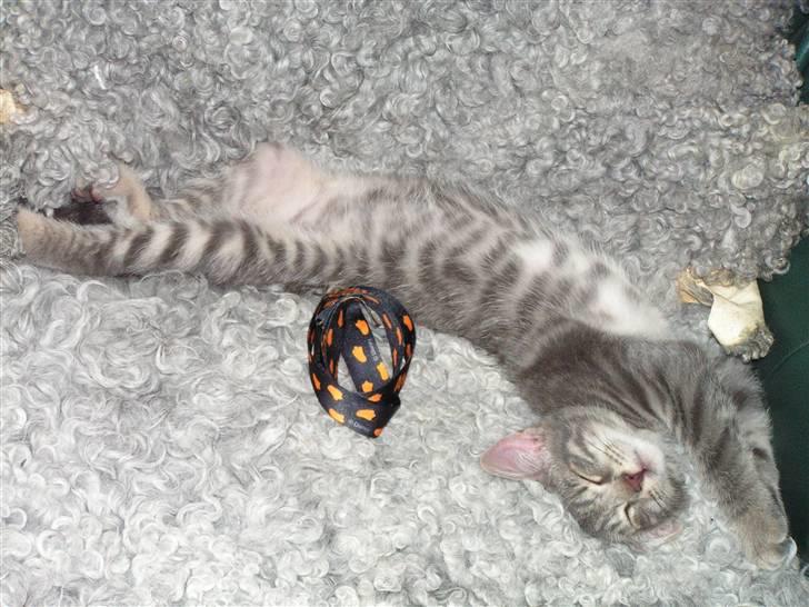 Huskat Samzon billede 10