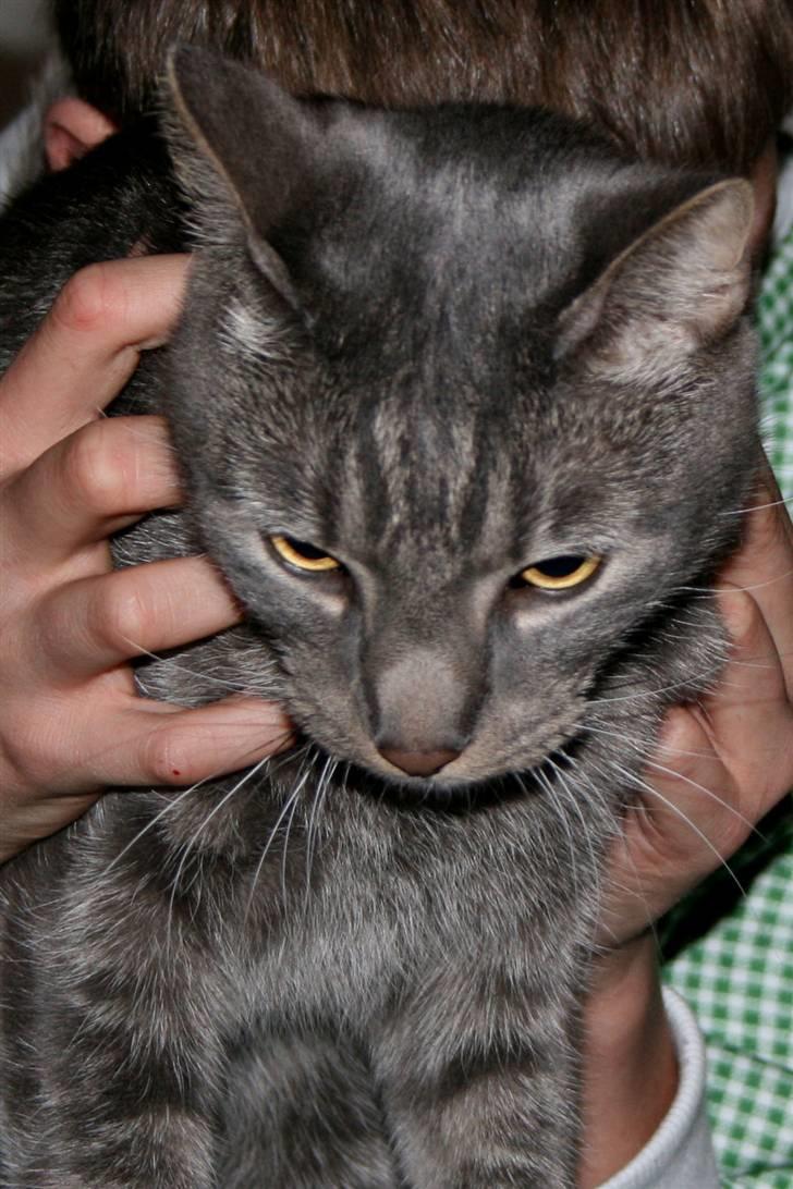 Huskat Samzon billede 11