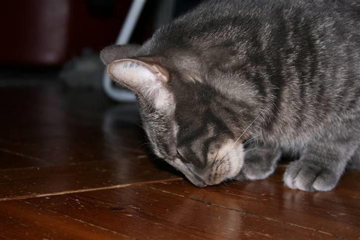 Huskat Samzon - Hmmm.... Hvem har mon gået her? billede 12