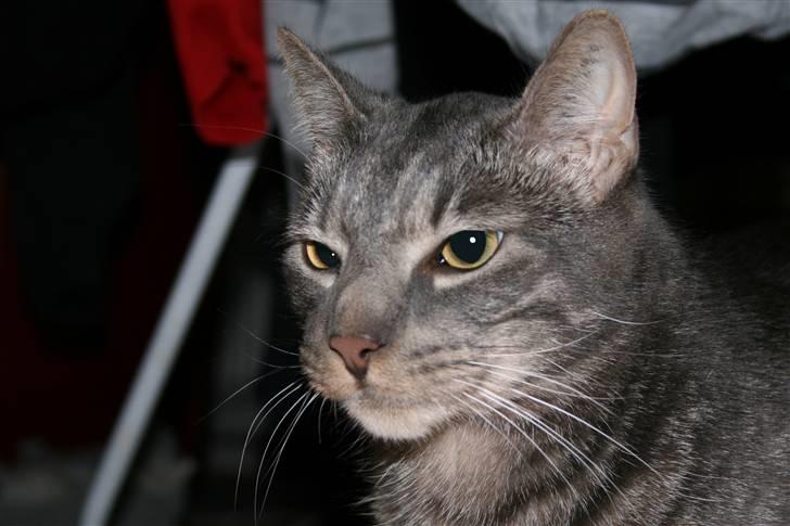 Huskat Samzon - Her surmuler han lidt ;p billede 13