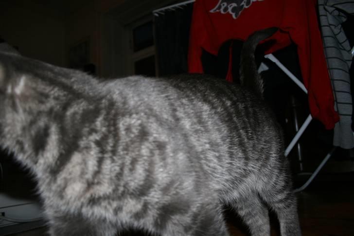 Huskat Samzon - Hvad kalder man dette pels-mønster? Har fået svar - nemlig: Blå Makreltabby... billede 14