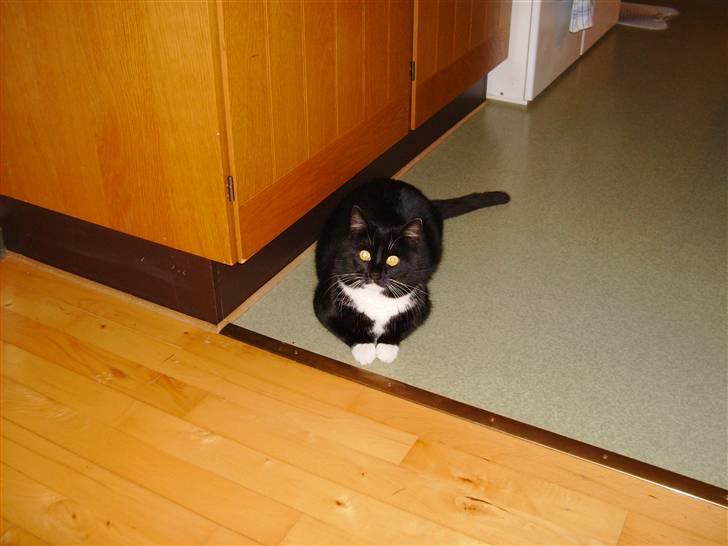 Huskat Mulle billede 1