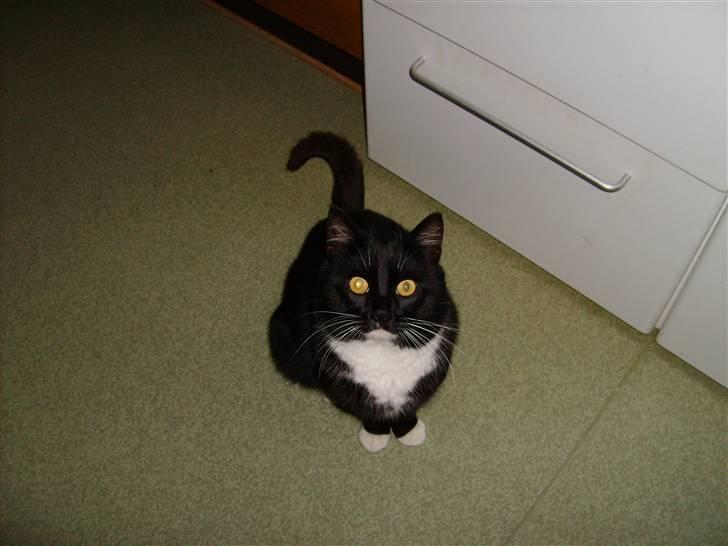 Huskat Mulle billede 2