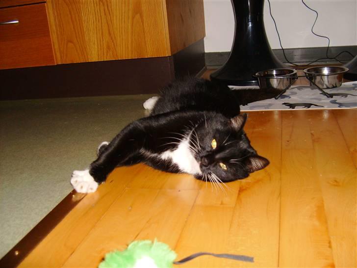 Huskat Mulle billede 3