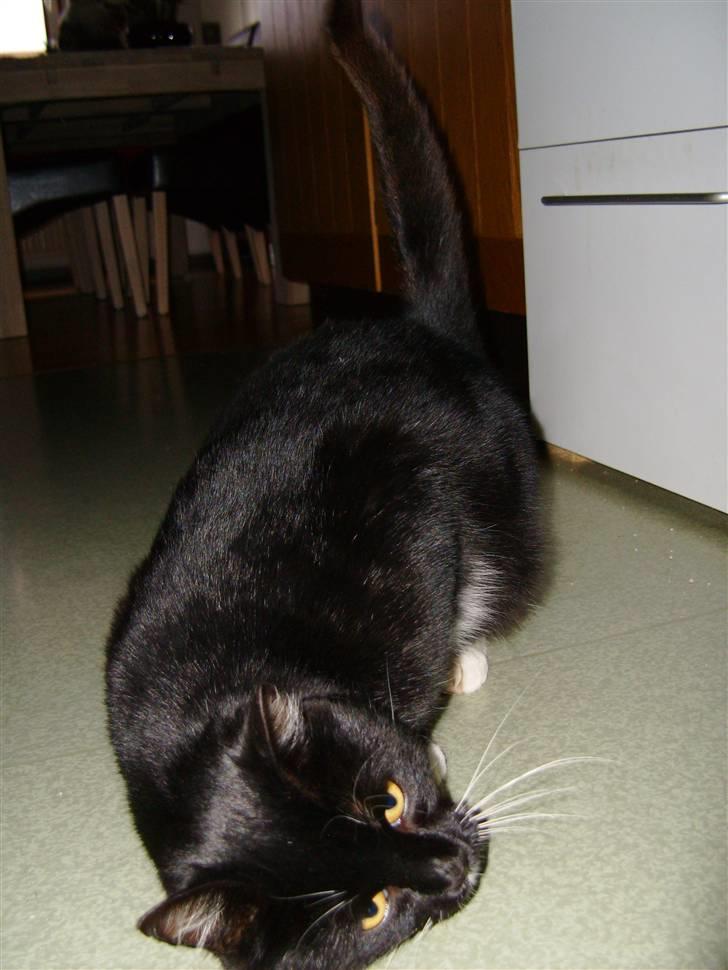 Huskat Mulle billede 4