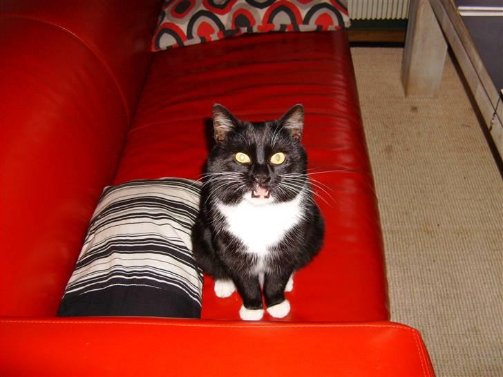 Huskat Mulle billede 5