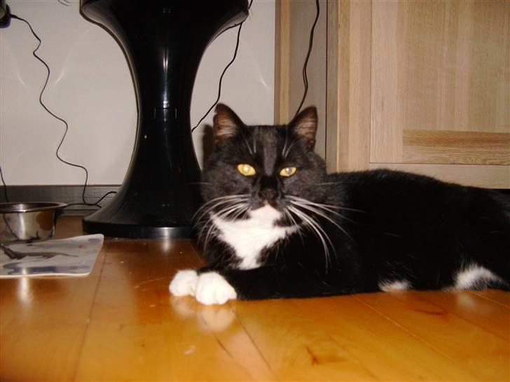 Huskat Mulle billede 6