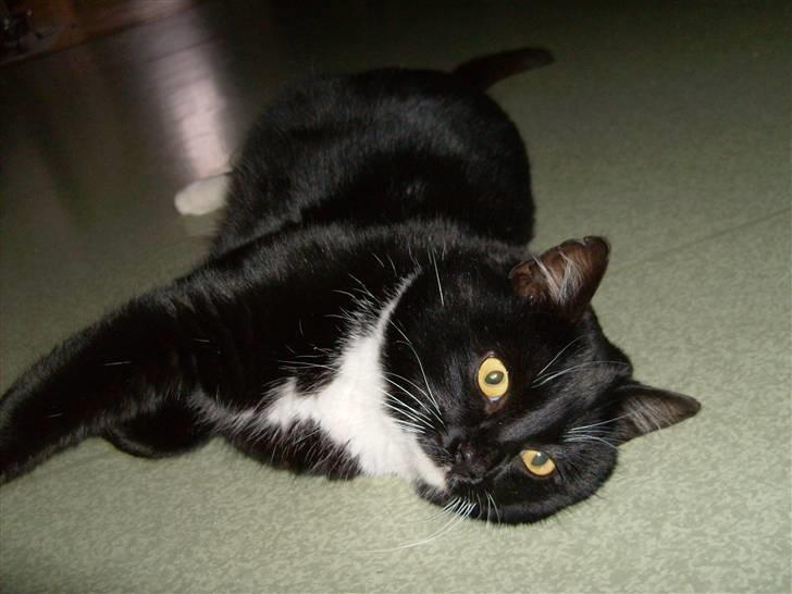 Huskat Mulle billede 7