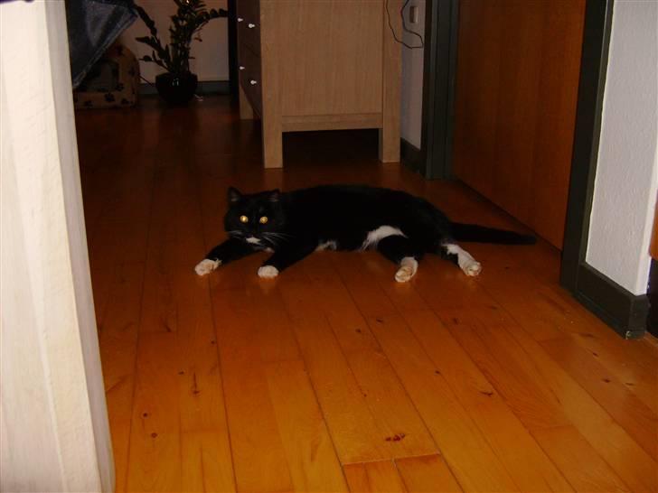 Huskat Mulle billede 8