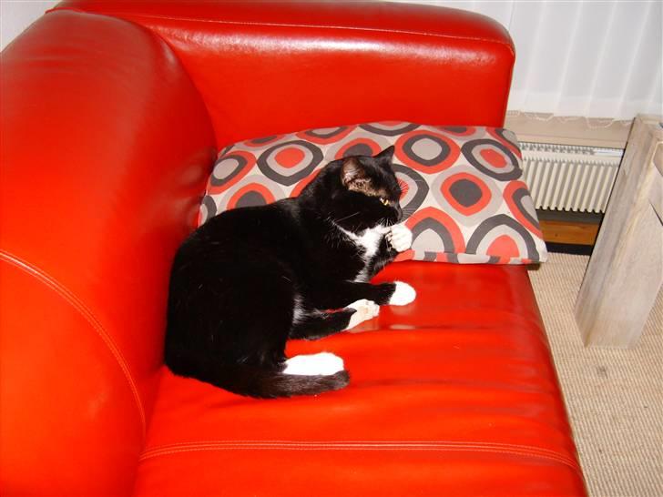 Huskat Mulle billede 9