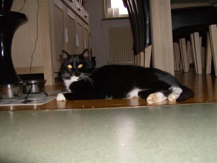 Huskat Mulle billede 10