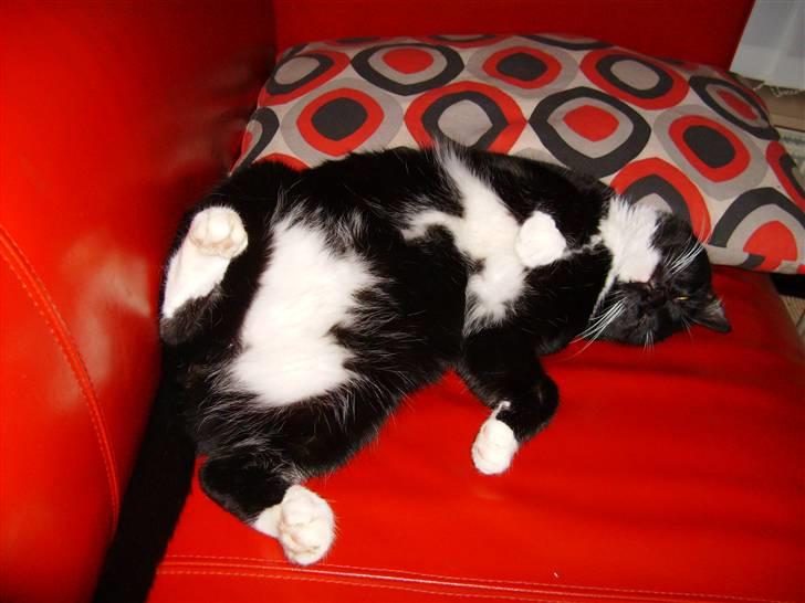 Huskat Mulle billede 11