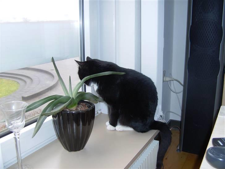 Huskat Mulle billede 12