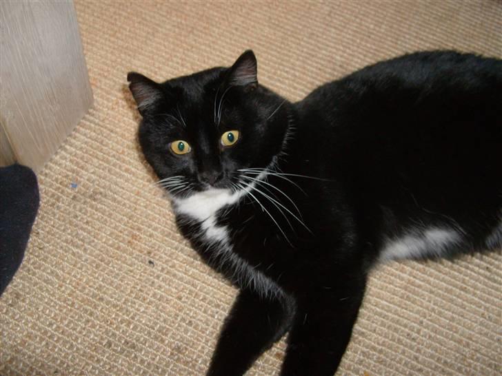 Huskat Mulle billede 13