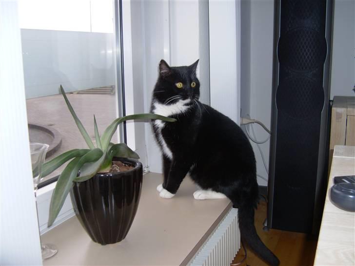 Huskat Mulle billede 14