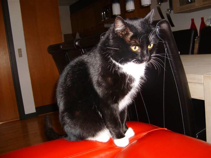 Huskat Mulle billede 15